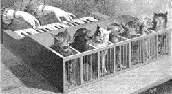 Musical screeching cats Musical screeching cats